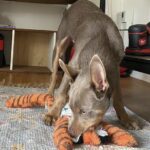 Plush Dog Toys for Tough Chewers