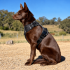 Easy On and Off Dog Harness – Padded, Reflective, with Handle