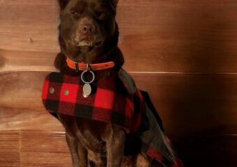 Swanndri Classic Dog Coat and BushShirt - Red and Black