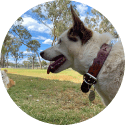 Shop Dog Collar
