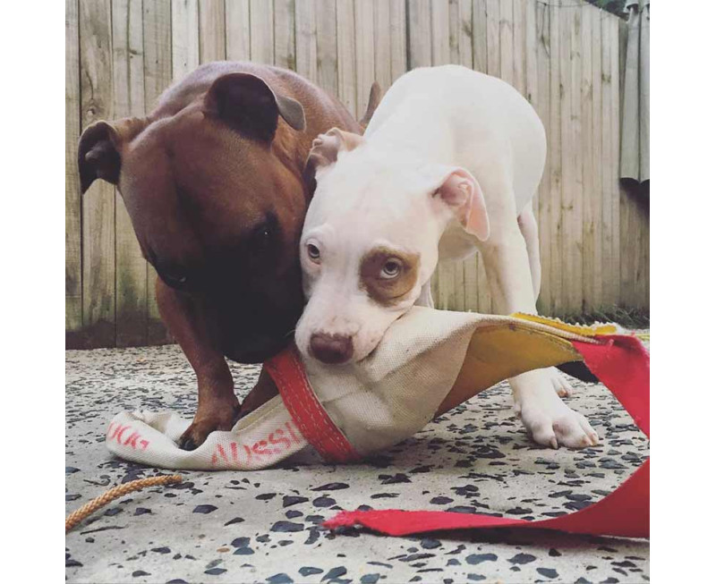 Chook Standard 1 (1)