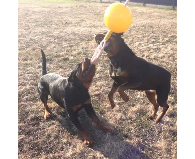 Home Alone Extra Large 2