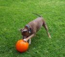 Staffie Ball 3