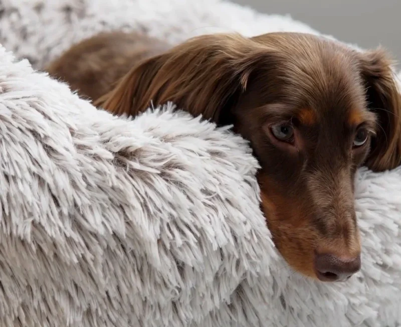 Snooza Callout Calming Cudder A1fbd4af 84a1 4ea1 B4f2 05b11288a4fd