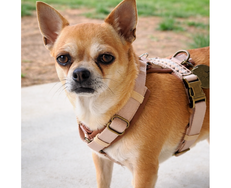 887250a2 5750 43be Beca 66fcb5982c4e