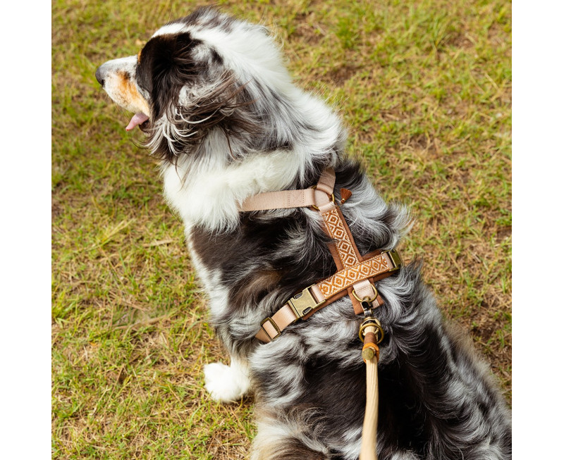 Dog Photos 6 Res Copy