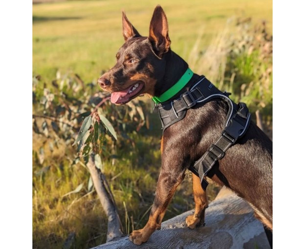 Find The Right Collar At Drovers Dog And Co