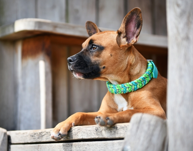 Handmade Collars 1