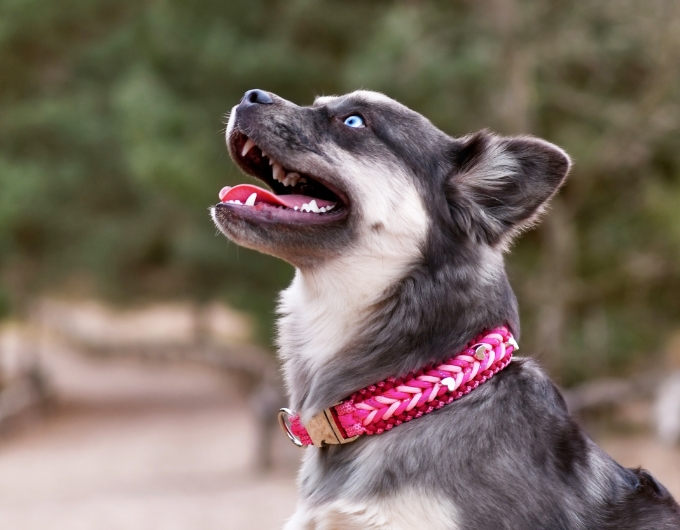 Handmade Collars 3