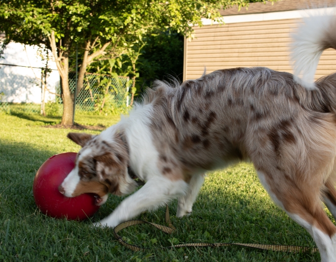 Herding Balls 1
