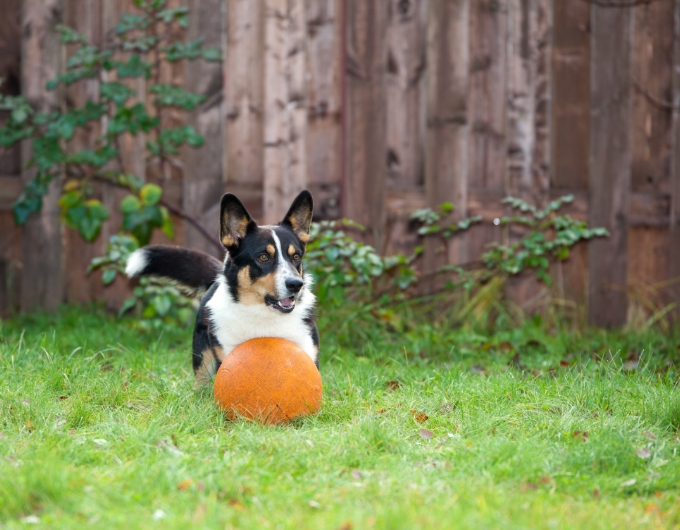 Herding Balls 2