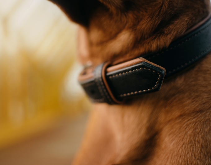 Leather Collars 2