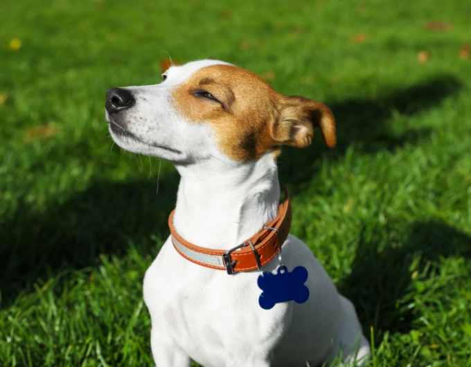 Leather Collars 3