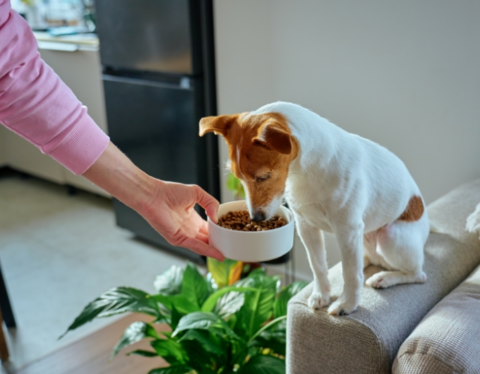 Natural Dog Treats 1