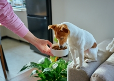 Natural Dog Treats
