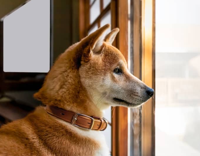 leather collars