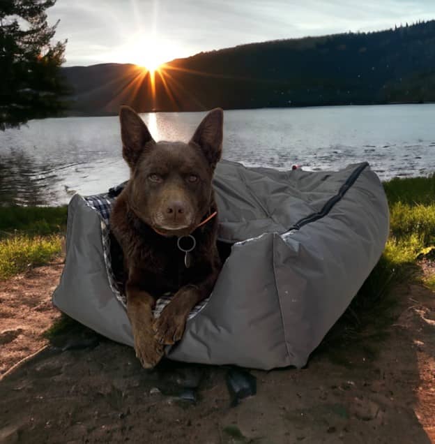 Drovers Dog Swag Dog Bed Drovers Dog Swag Dog Bed